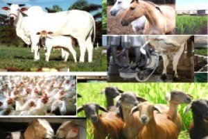 Introdução à Zootecnia