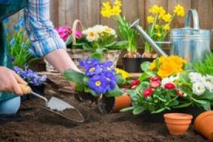 Jardinagem e Paisagismo