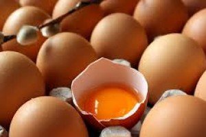Produção de Ovos Orgânicos