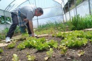Jardinagem e Horticultura