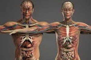 Introdução à Fisiologia Geral